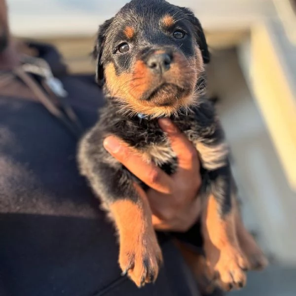meravigliosi rottweiler per adozione | Foto 0