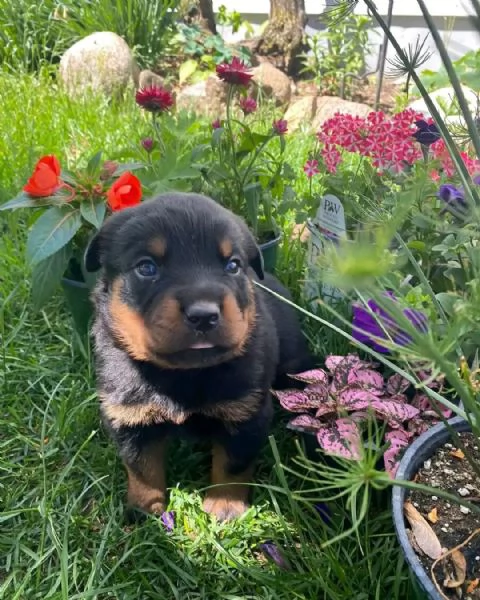 meravigliosi rottweiler per adozione | Foto 1