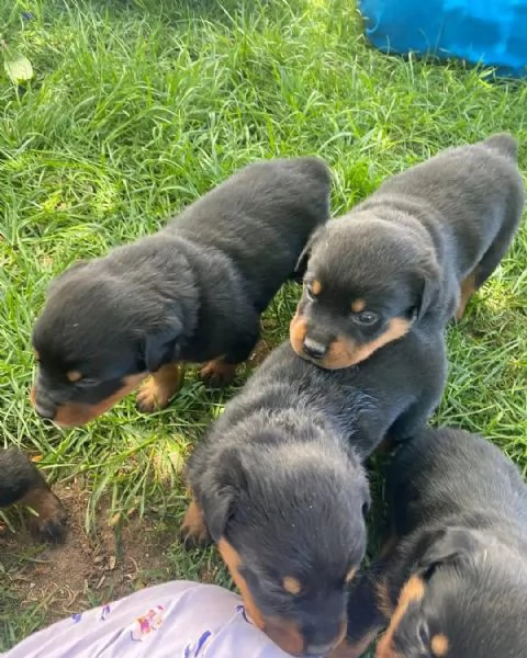 meravigliosi rottweiler per adozione