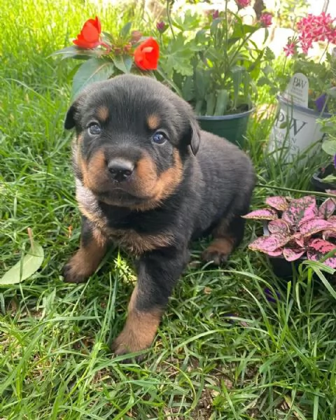 meravigliosi rottweiler per adozione | Foto 0