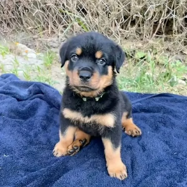 meravigliosi rottweiler per adozione | Foto 1