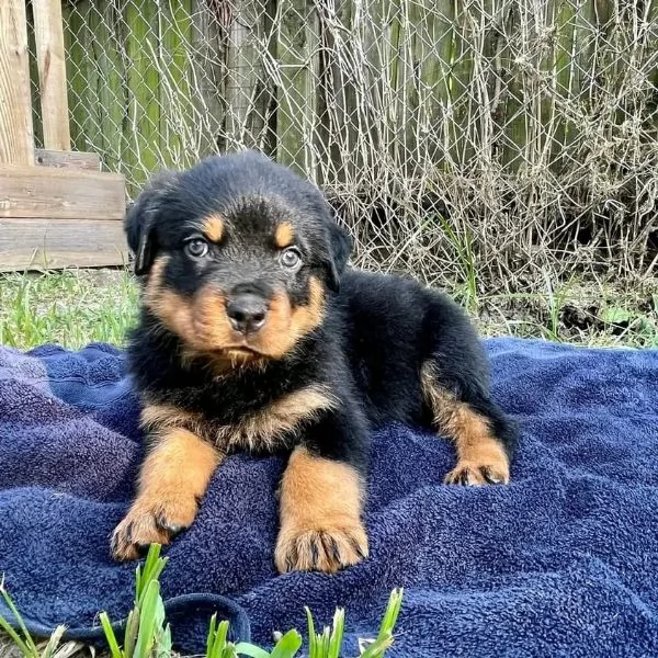 meravigliosi rottweiler per adozione | Foto 0
