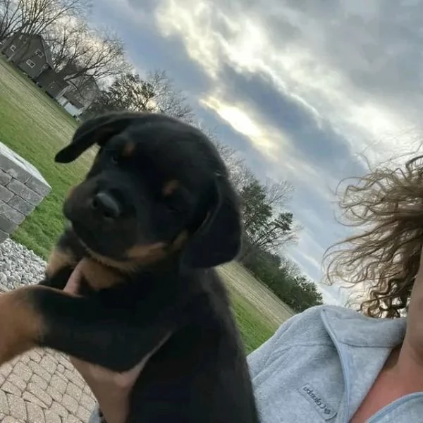 meravigliosi rottweiler per adozione | Foto 3