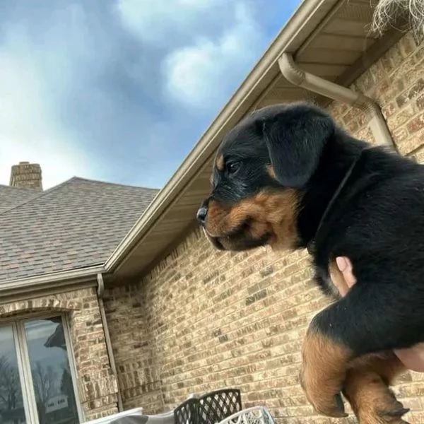 meravigliosi rottweiler per adozione | Foto 2