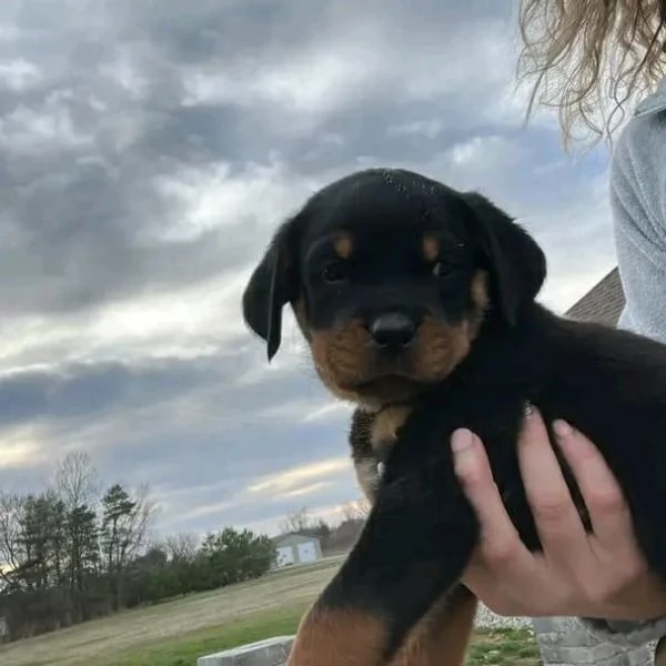 meravigliosi rottweiler per adozione
