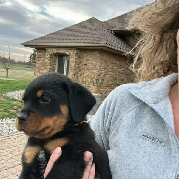 meravigliosi rottweiler per adozione | Foto 1