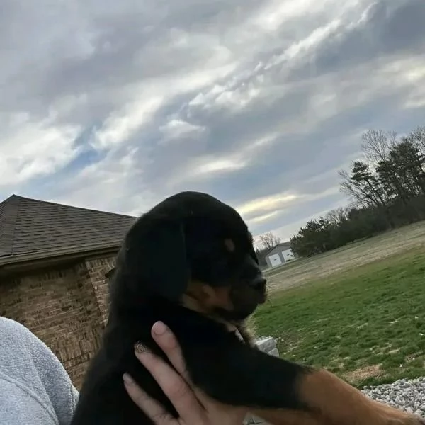 meravigliosi rottweiler per adozione | Foto 0