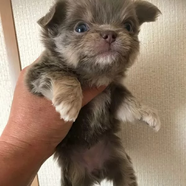 meravigliosi Chihuahua per adozione | Foto 2
