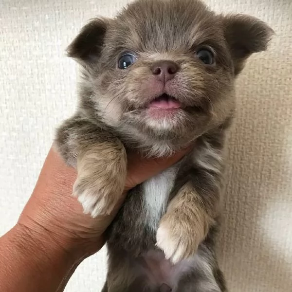 meravigliosi Chihuahua per adozione | Foto 1