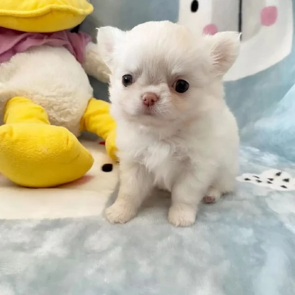 meravigliosi Chihuahua per adozione | Foto 0