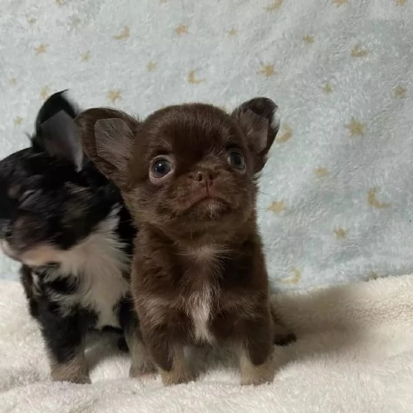 meravigliosi Chihuahua per adozione | Foto 1
