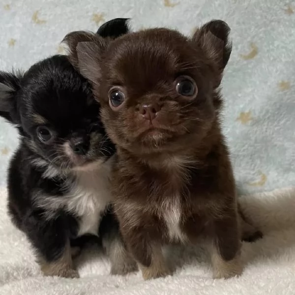 meravigliosi Chihuahua per adozione