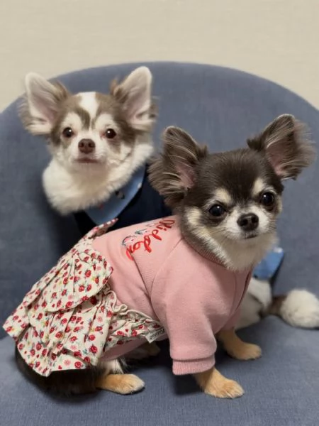 meravigliosi Chihuahua per adozione