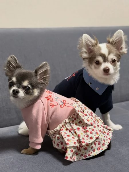 meravigliosi Chihuahua per adozione | Foto 0