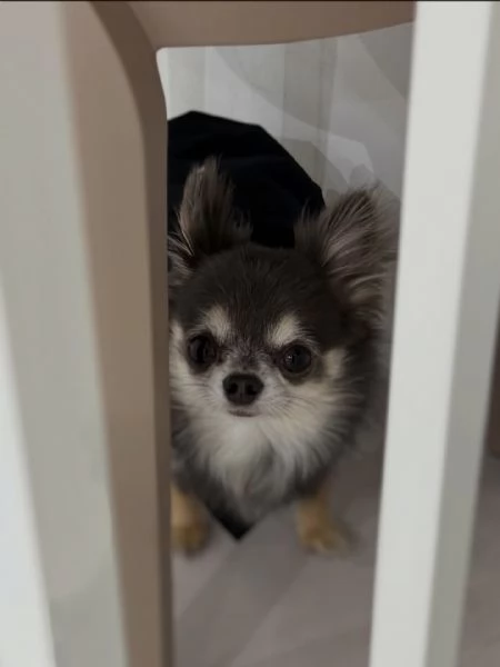 meravigliosi Chihuahua per adozione | Foto 1