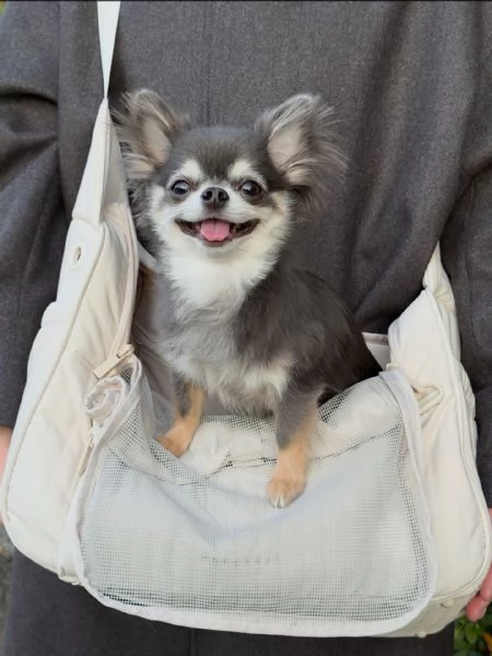 meravigliosi Chihuahua per adozione