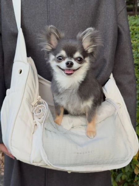 meravigliosi Chihuahua per adozione | Foto 0