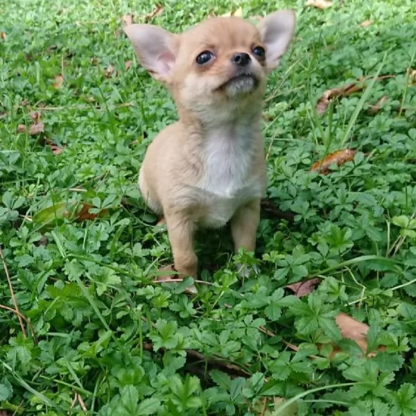 meravigliosi Chihuahua per adozione | Foto 1