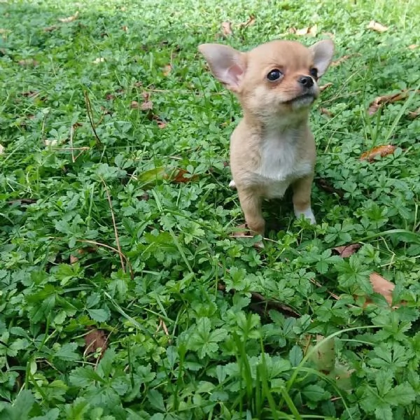 meravigliosi Chihuahua per adozione | Foto 0