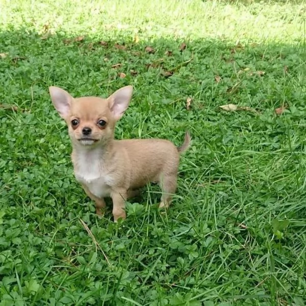 meravigliosi Chihuahua per adozione