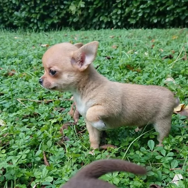 meravigliosi Chihuahua per adozione