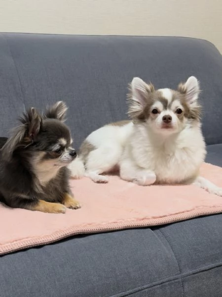 meravigliosi Chihuahua per adozione | Foto 1