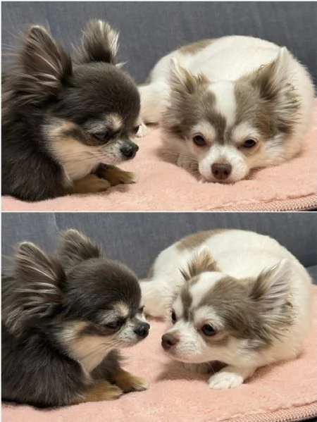 meravigliosi Chihuahua per adozione