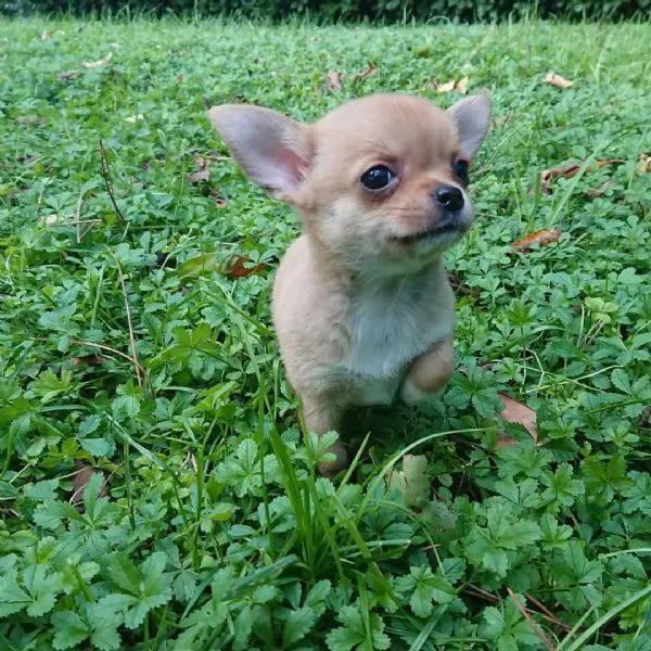 meravigliosi Chihuahua per adozione | Foto 1