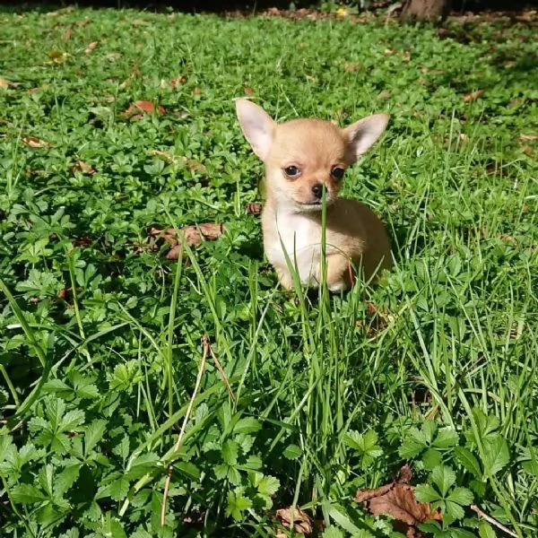 meravigliosi Chihuahua per adozione