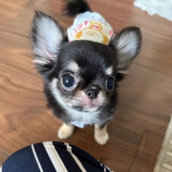 meravigliosi Chihuahua per adozione