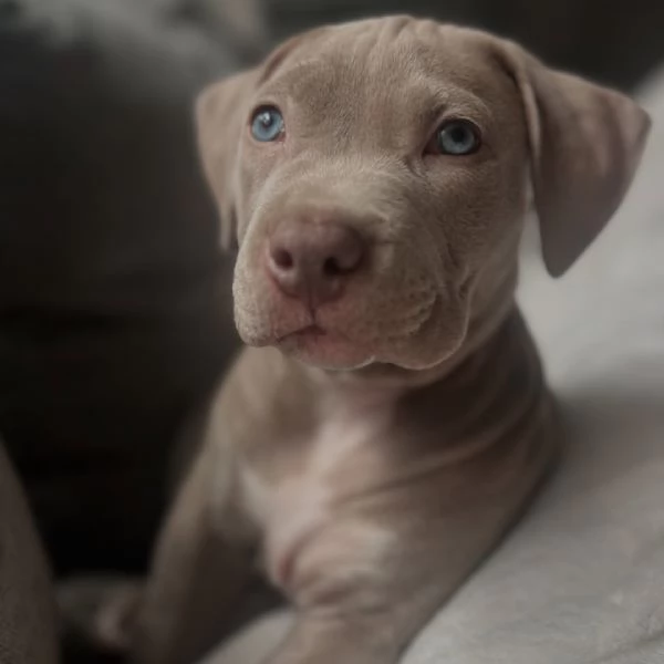 meravigliosi pitbull per adozione | Foto 2