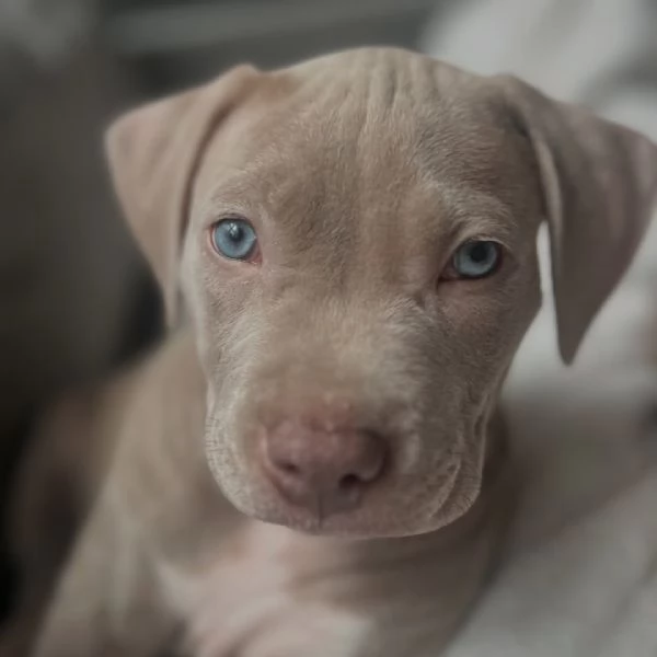 meravigliosi pitbull per adozione | Foto 0