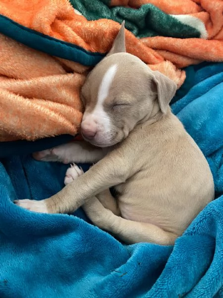 meravigliosi pitbull per adozione | Foto 2