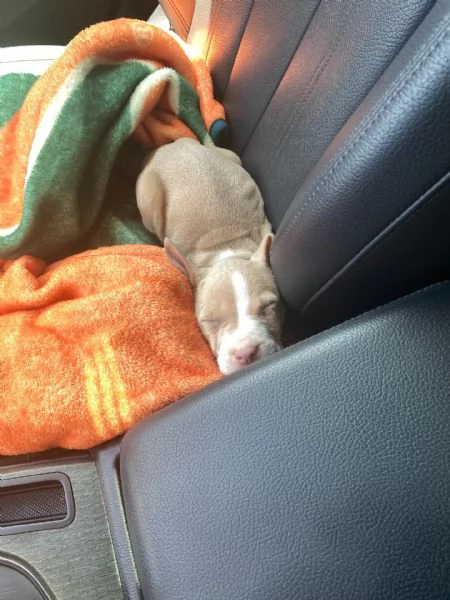 meravigliosi pitbull per adozione | Foto 1