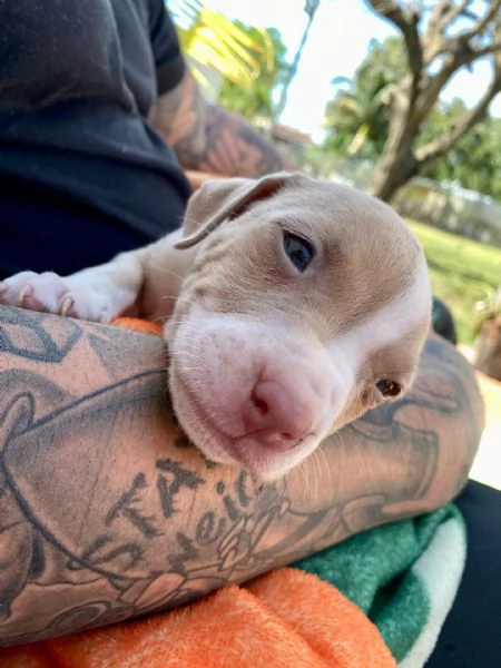meravigliosi pitbull per adozione