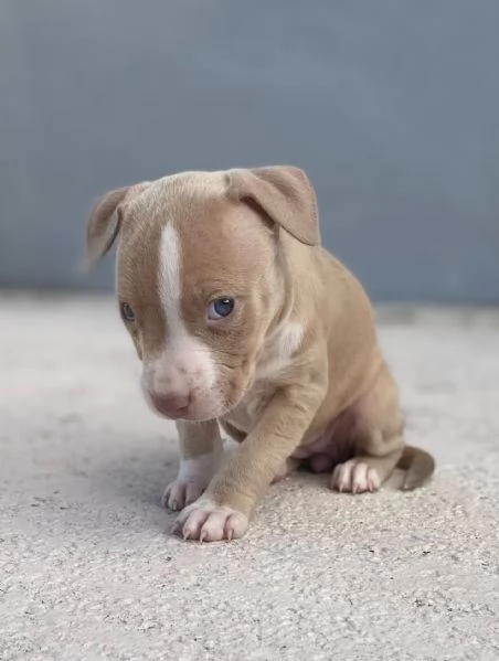 meravigliosi pitbull per adozione | Foto 0