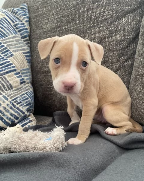 meravigliosi pitbull per adozione | Foto 2