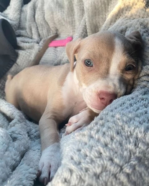 meravigliosi pitbull per adozione | Foto 1