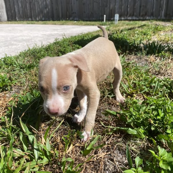 meravigliosi pitbull per adozione