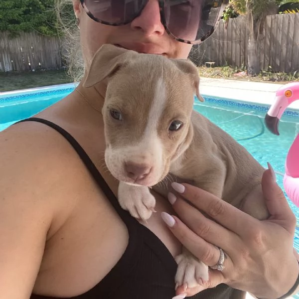 meravigliosi pitbull per adozione | Foto 0