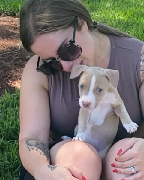 meravigliosi pitbull per adozione