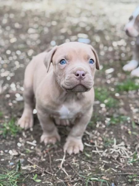 meravigliosi pitbull per adozione | Foto 2