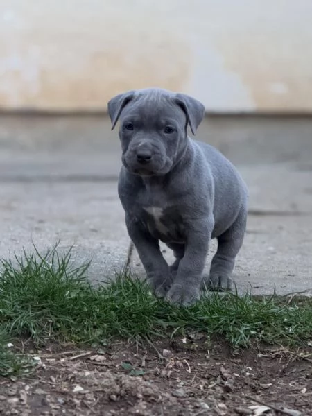 meravigliosi pitbull per adozione | Foto 1