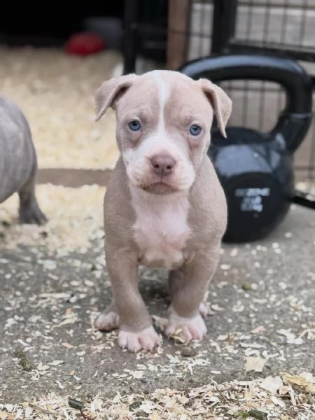 meravigliosi pitbull per adozione | Foto 0
