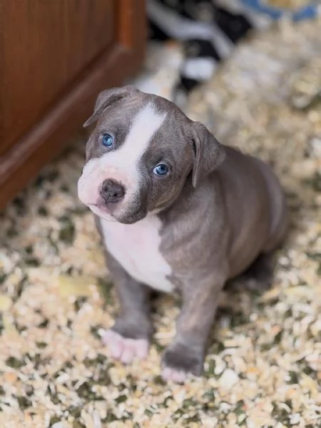 meravigliosi pitbull per adozione