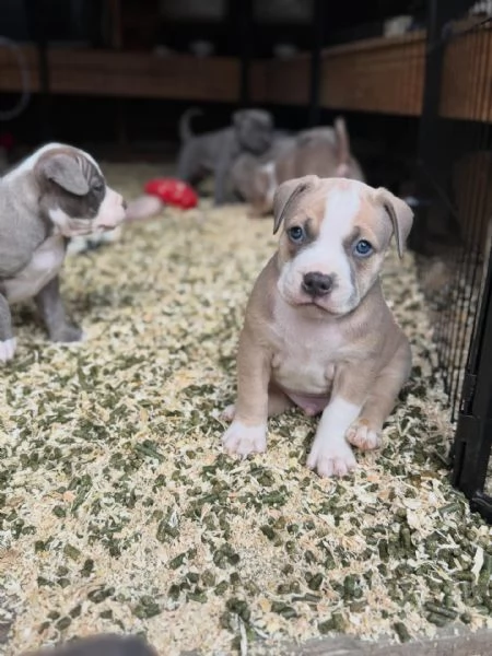 meravigliosi pitbull per adozione | Foto 5