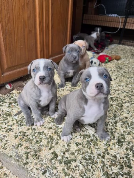 meravigliosi pitbull per adozione | Foto 4