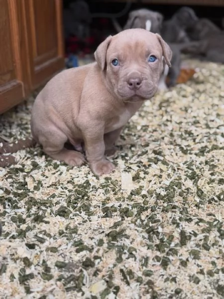 meravigliosi pitbull per adozione | Foto 3