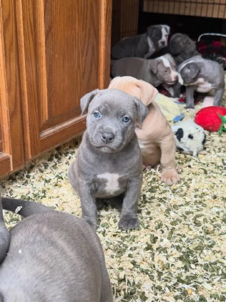 meravigliosi pitbull per adozione | Foto 2