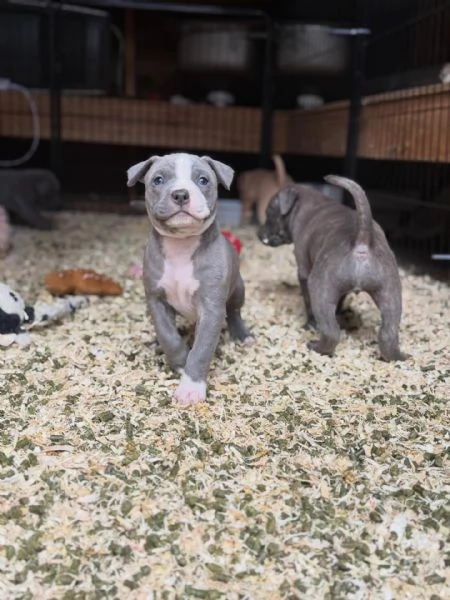 meravigliosi pitbull per adozione | Foto 1